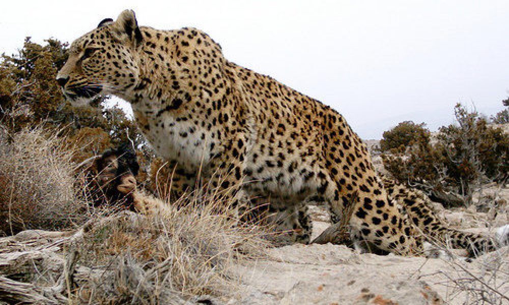 پلنگ “تپال شاهرود” در روز حیات‌وحش آفتابی شد