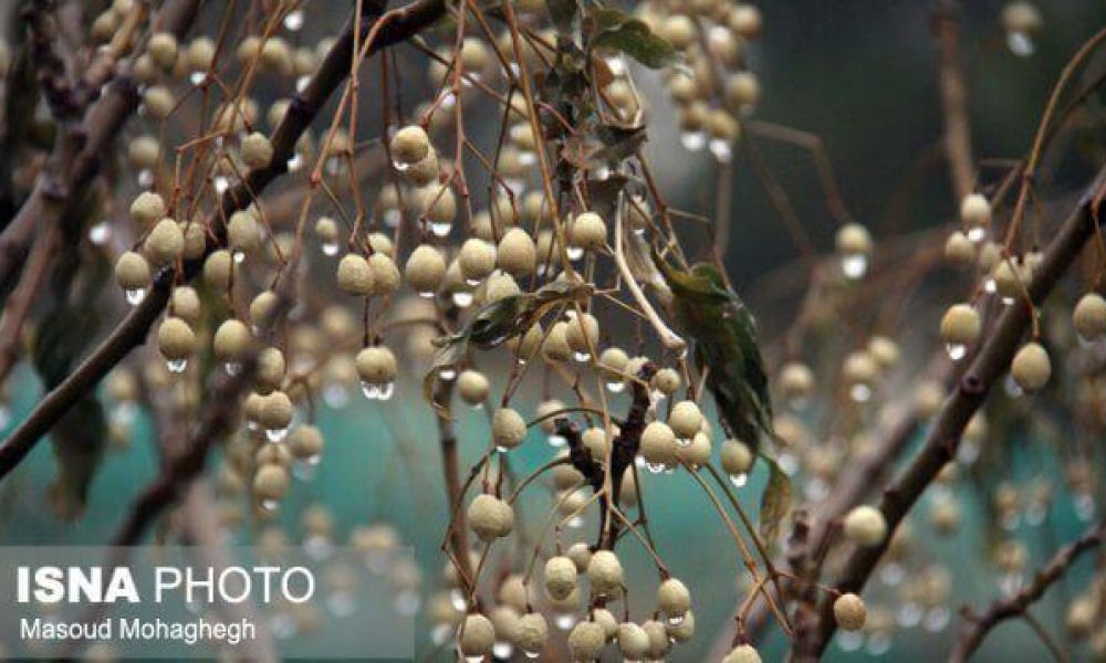 پرسه در شهر بارانی سمنان/گزارش تصویری