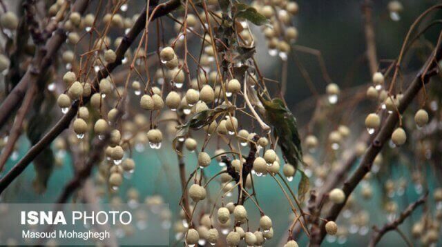 پرسه در شهر بارانی سمنان/گزارش تصویری