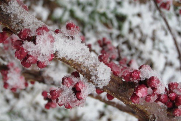 خسارت برف و سرمای اخیر به ۲۰ هزار هکتار از باغ‌های استان سمنان