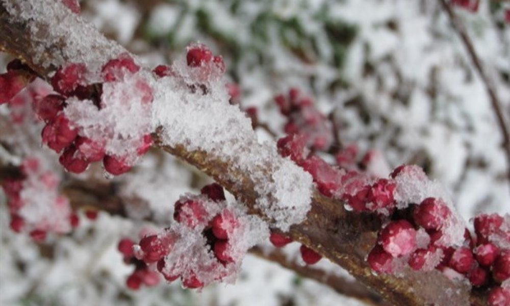 خسارت برف و سرمای اخیر به ۲۰ هزار هکتار از باغ‌های استان سمنان