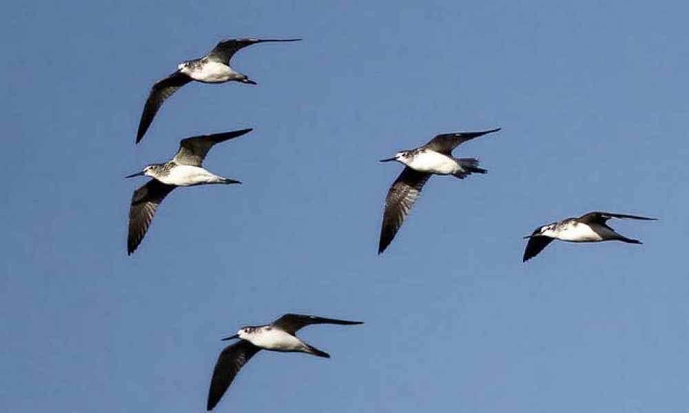 عبور بی‌خطر پرندگان مهاجر از آسمان سمنان