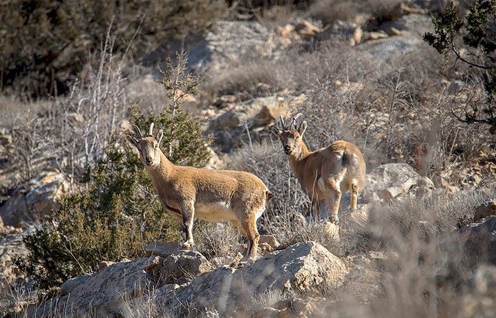 منطقه حفاظت شده پرور به روایت تصویر