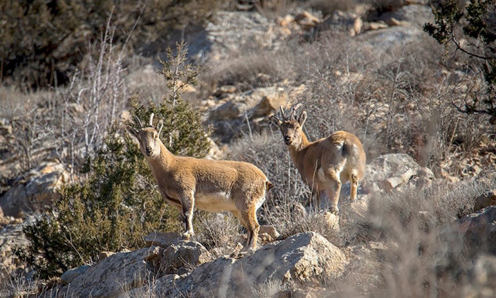 منطقه حفاظت شده پرور به روایت تصویر