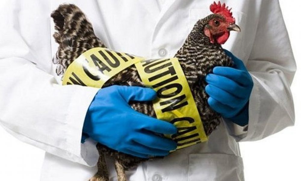 ممنوعیت صدور مجوز مشاغل خانگی مرتبط با طیور در استان سمنان