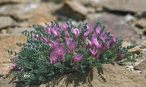۳۰۰ کیلوگرم کتیرا از مراتع شهرستان سمنان برداشت شد