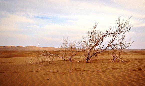 بیش از یک میلیون هکتار از بیابان‌های استان در معرض فرسایش بادی قرار دارند