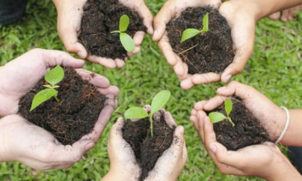 کاشت ۲ هزار نهال در خانه شهروندان سمنانی