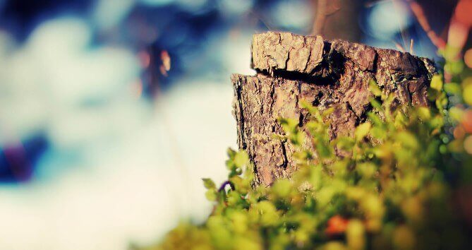 واکنش شهرداری سمنان به خبر قطع درختان کاج!