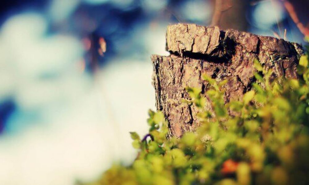 واکنش شهرداری سمنان به خبر قطع درختان کاج!