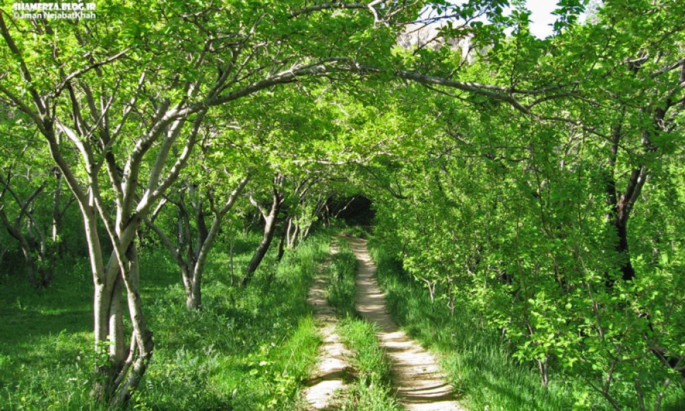 باغهای سرچشمه شهمیرزاد(ملکی)