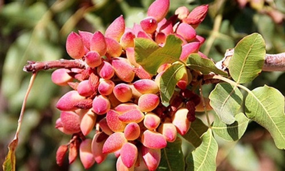 درآمد ۱۷ هزار میلیاردی پسته در استان سمنان