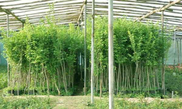 توزیع نهال در هفته منابع طبیعی