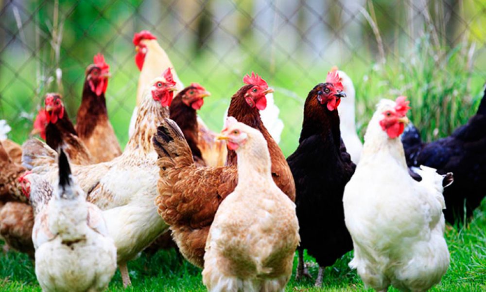 اجرای طرح ضربتی جمع‌آوری طیور زنده در سمنان آغاز شد