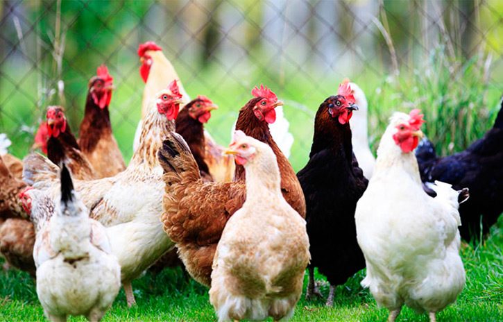 اجرای طرح ضربتی جمع‌آوری طیور زنده در سمنان آغاز شد