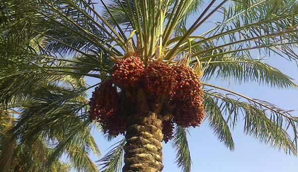 طرح توسعه کشت خرما در استان سمنان اجرا شد