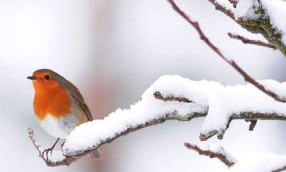 سمنان با باران و برف به موسم چار چار وارد می شود