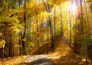 تورجنگل ابر