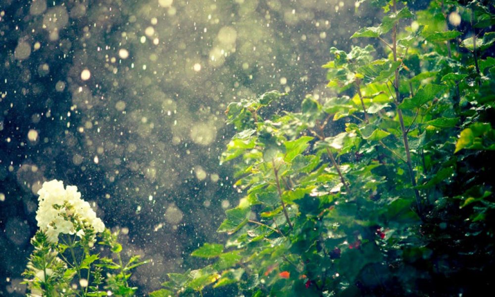 بارش رحمت الهی بر گونه های شهر سمنان/گزارش تصویری