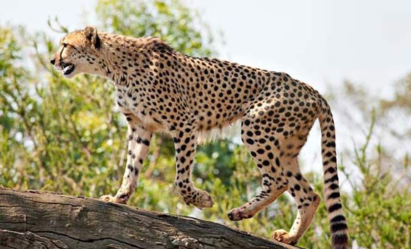ایجاد مسیر سبز برای یوزپلنگ در استان سمنان