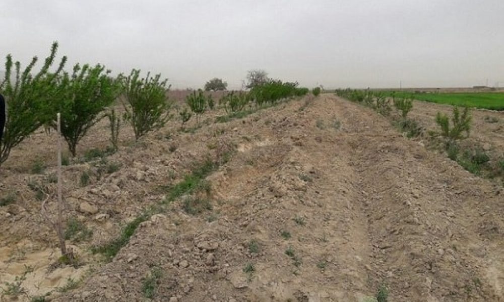 ۲۰ میلیارد تومان اعتبار برای اجرای طرح‌های بیابان‌زدایی لازم است