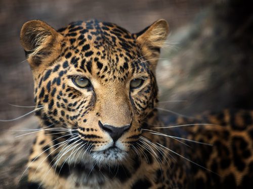 ۲۳ یوزپلنگ شناسنامه‌دار در زیستگاه‌های سمنان