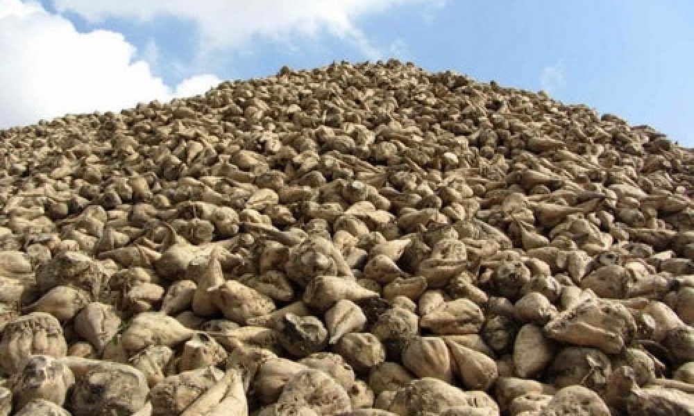 تحویل شکر به جای پول چغندر به کشاورزان سمنان