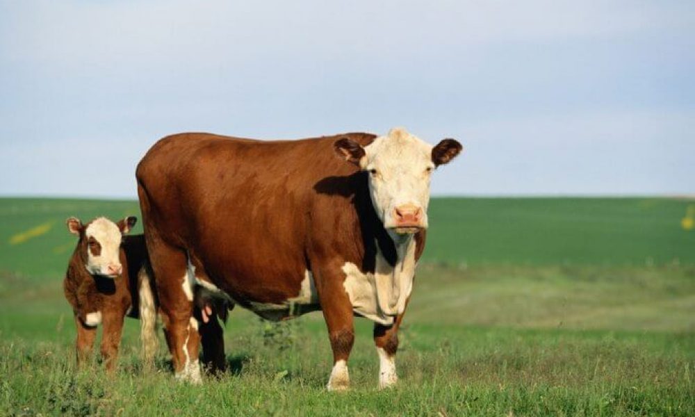 نخستین شناسنامه بهداشتی فعالیت عاملان خریدوفروش دام در سمنان صادر شد