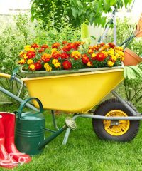 خانه گل نیلکو