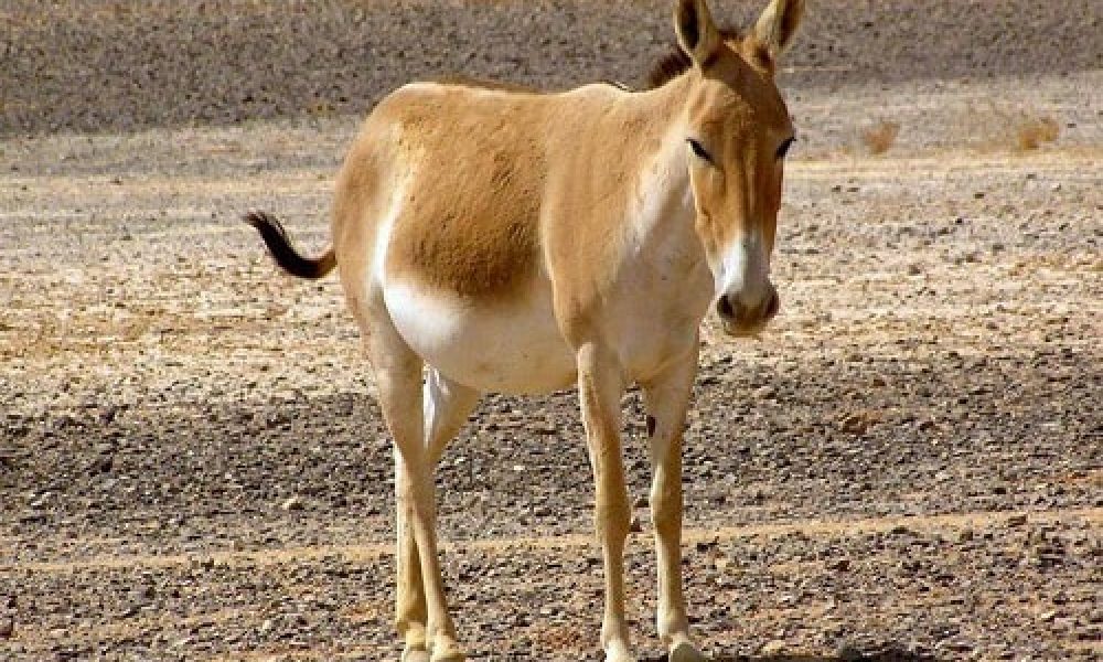 آغاز دور جدید انتقال گورخرهای ایرانی به استان سمنان