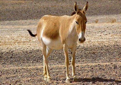 آغاز دور جدید انتقال گورخرهای ایرانی به استان سمنان