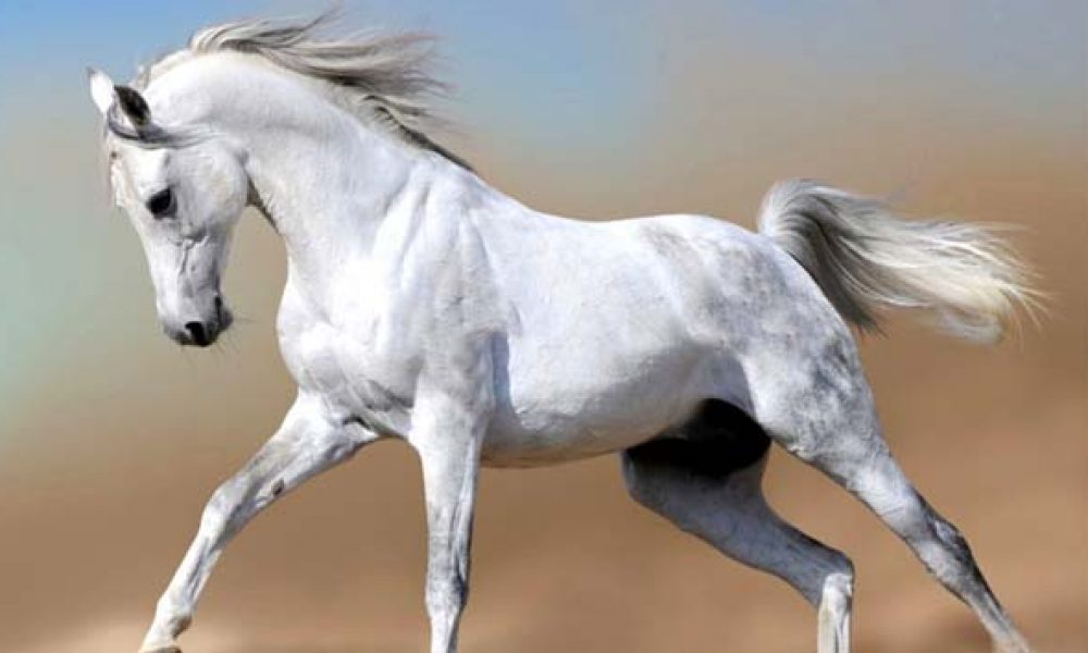 نخستین مسابقه درساژ استان سمنان برگزار می‌شود