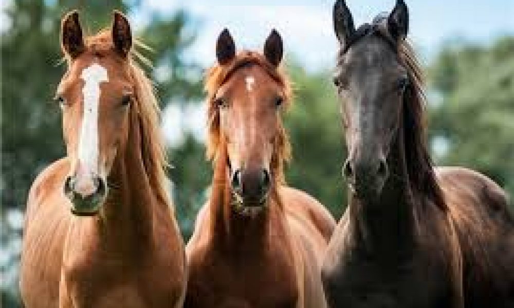 موزه اسب در سمنان دایر می‌شود.