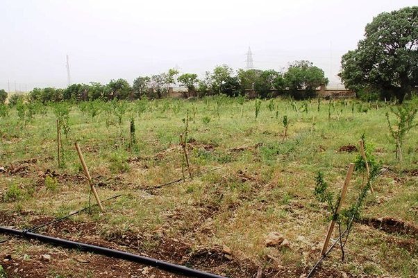 طرح‌های بهره‌وری آب در باغ های سمنان اجرا می‌شود