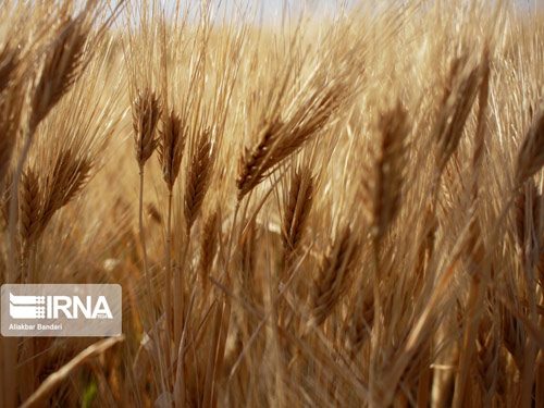تولید گندم امسال در استان سمنان ۱۲۰ هزار تن برآورد شد