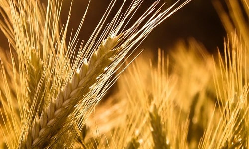 ۱۸ هزار هکتار اراضی سمنان به کشت جو اختصاص یافت