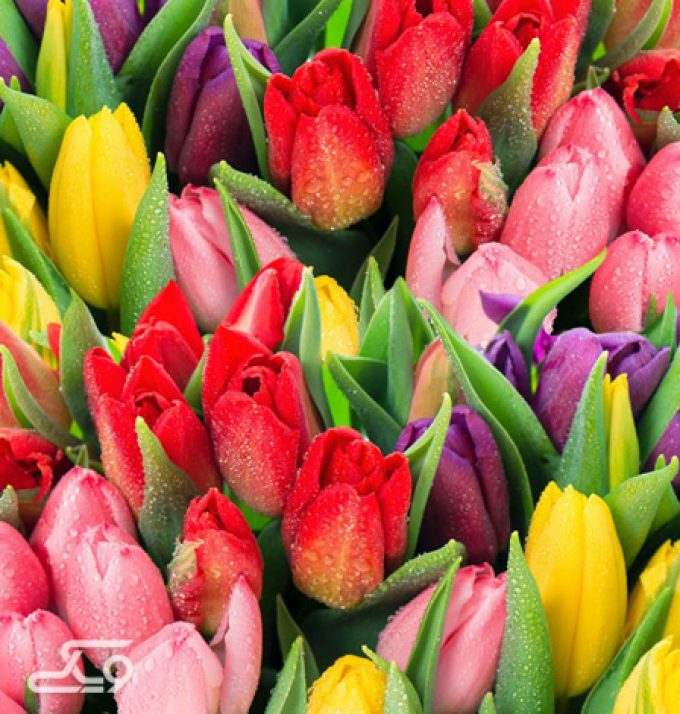 گلسرای ایرسا