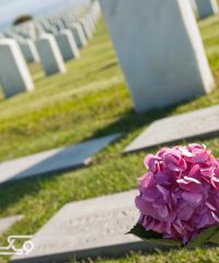 شرکت خدماتی فرهنگی ارکیده سپید