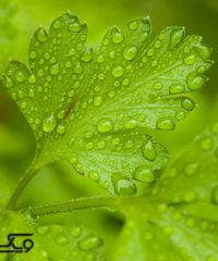 سبزی خردکنی کیومرثی