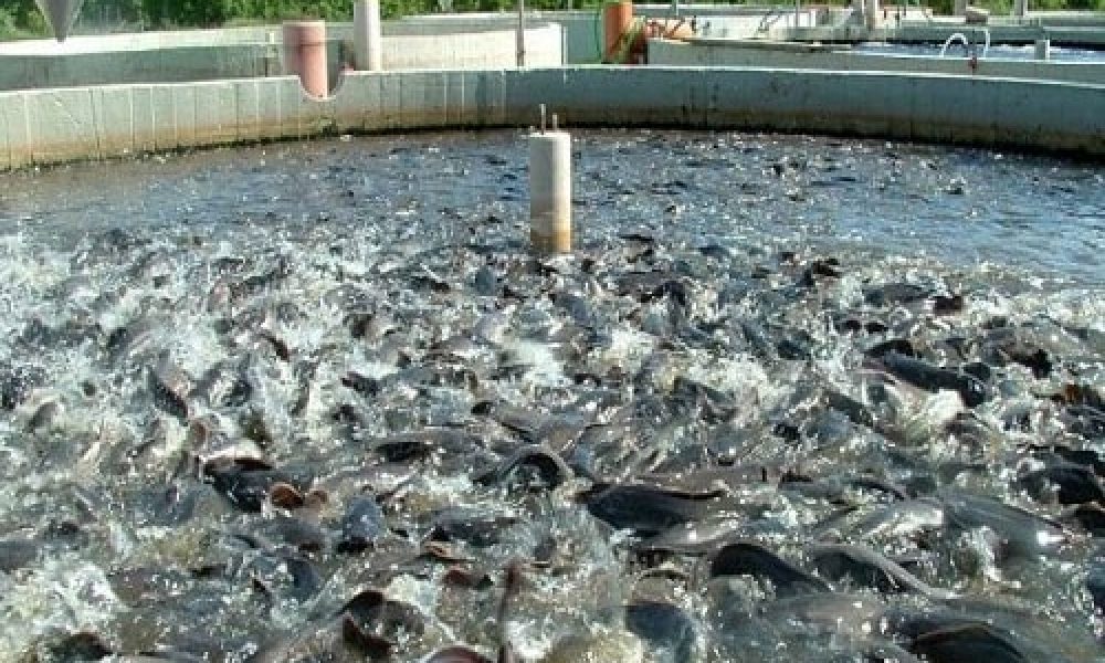 راه‌اندازی مرکز تکثیر ماهی تیلاپیا در سمنان