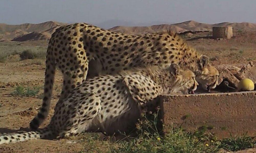 تندیس بهترین مستند نیمه‌ بلند سینمای ایران به “تنها وش” رسید