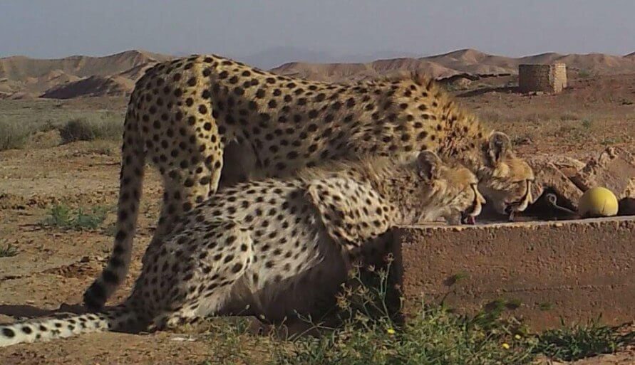 تندیس بهترین مستند نیمه‌ بلند سینمای ایران به “تنها وش” رسید