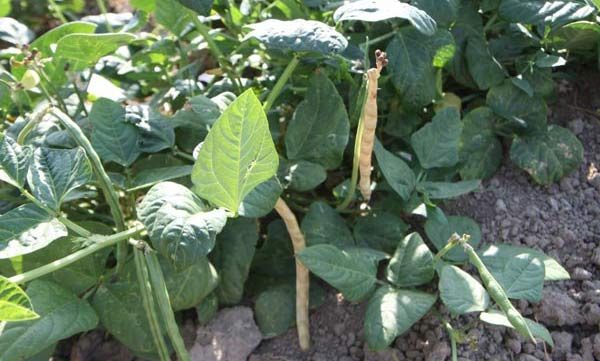 عرضه محصولات کشاورزی محلی در سمنان/گزارش تصویری