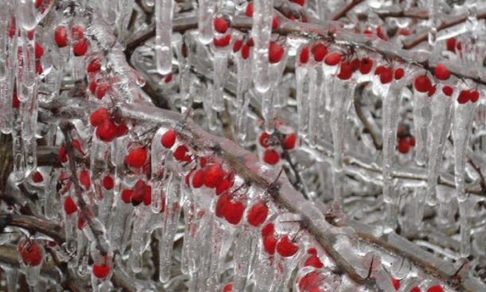 سرمازدگی حدود ۲۰ درصد محصولات کشاورزی سمنان