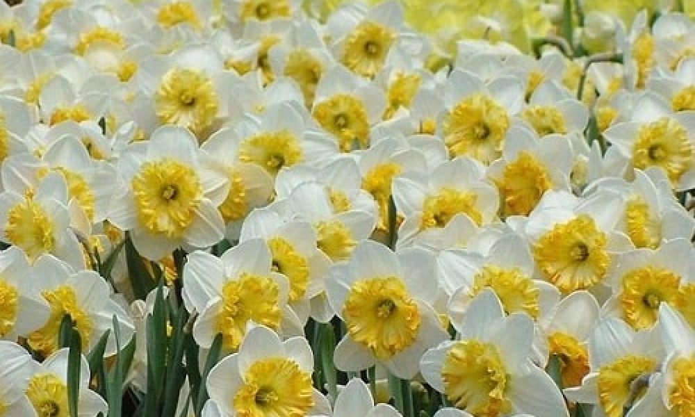 آغاز احداث باغ گل نرگس در سمنان