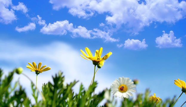 از طبیعت بیاموزیم اصول زندگی را