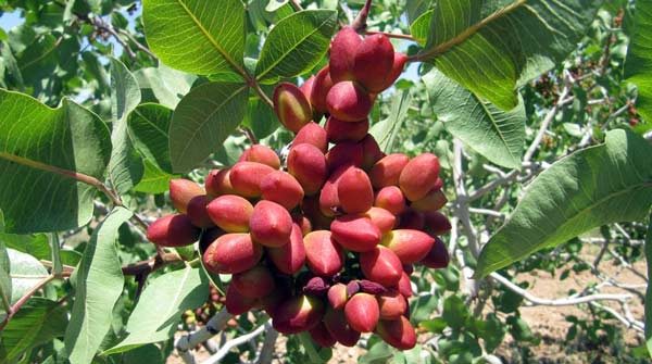 افزایش میانگین برداشت پسته از باغ های استان سمنان