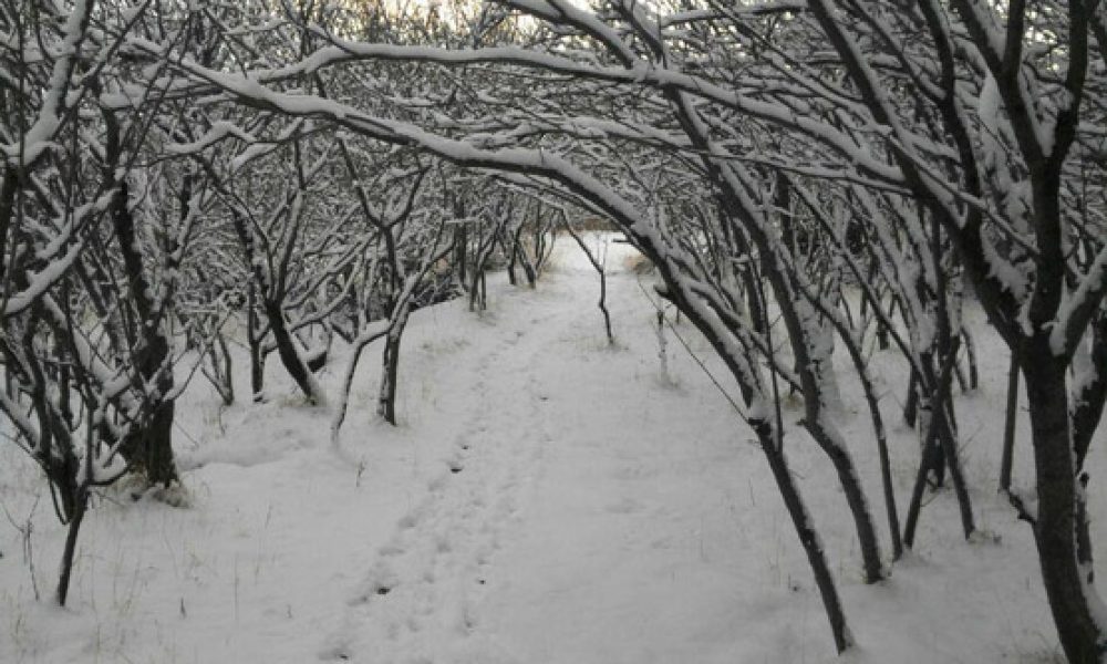 شهمیرزاد۲- زمستان ۹۵