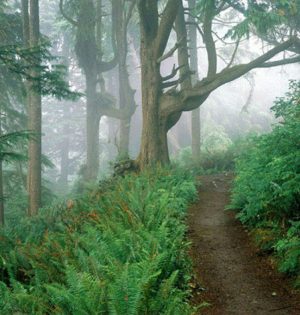 آخرین تور پاییزه جنگل ابر