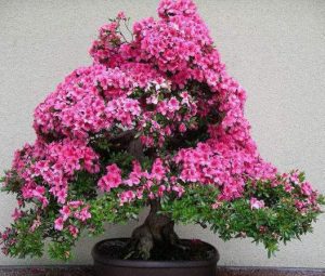 نمایشگاه صنایع دستی،گل و گیاه